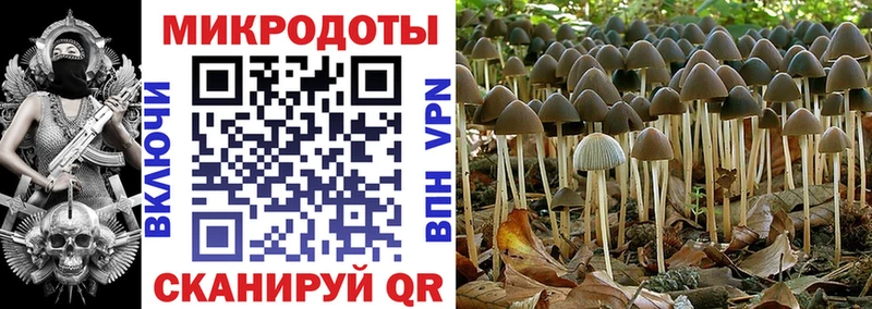 Галлюциногенные грибы GOLDEN TEACHER где продают Ардон